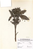 藏品(大葉溲疏)的圖片